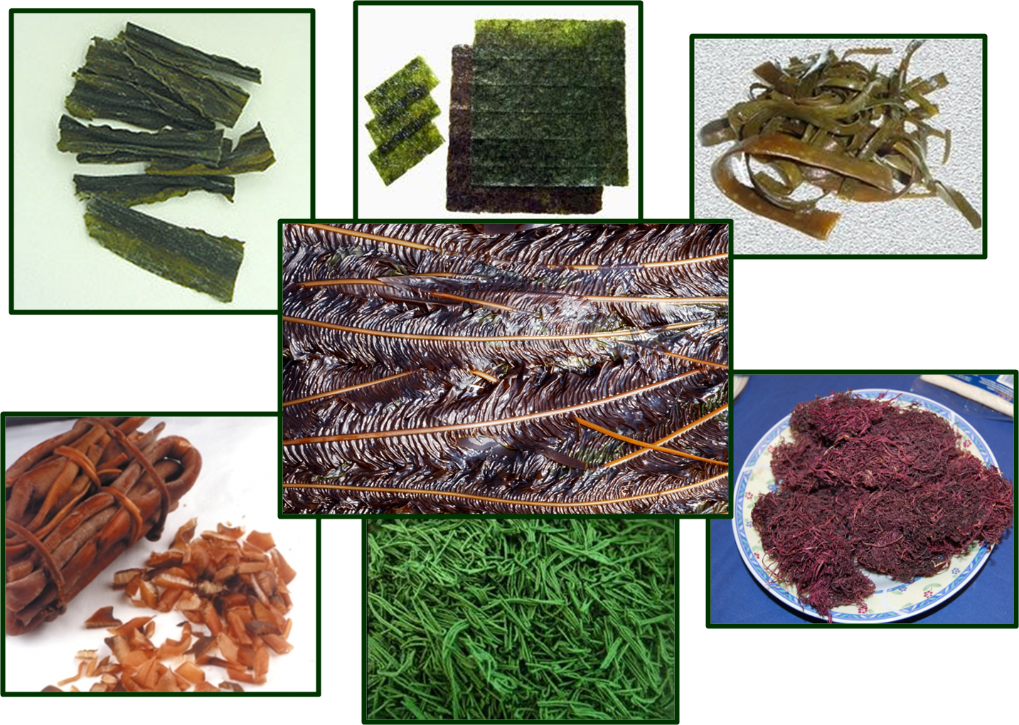 Водоросли пластинки. Съедобные водоросли. Морские водоросли еда. Съедобные водоросли названия. Пресноводные водоросли съедобные.