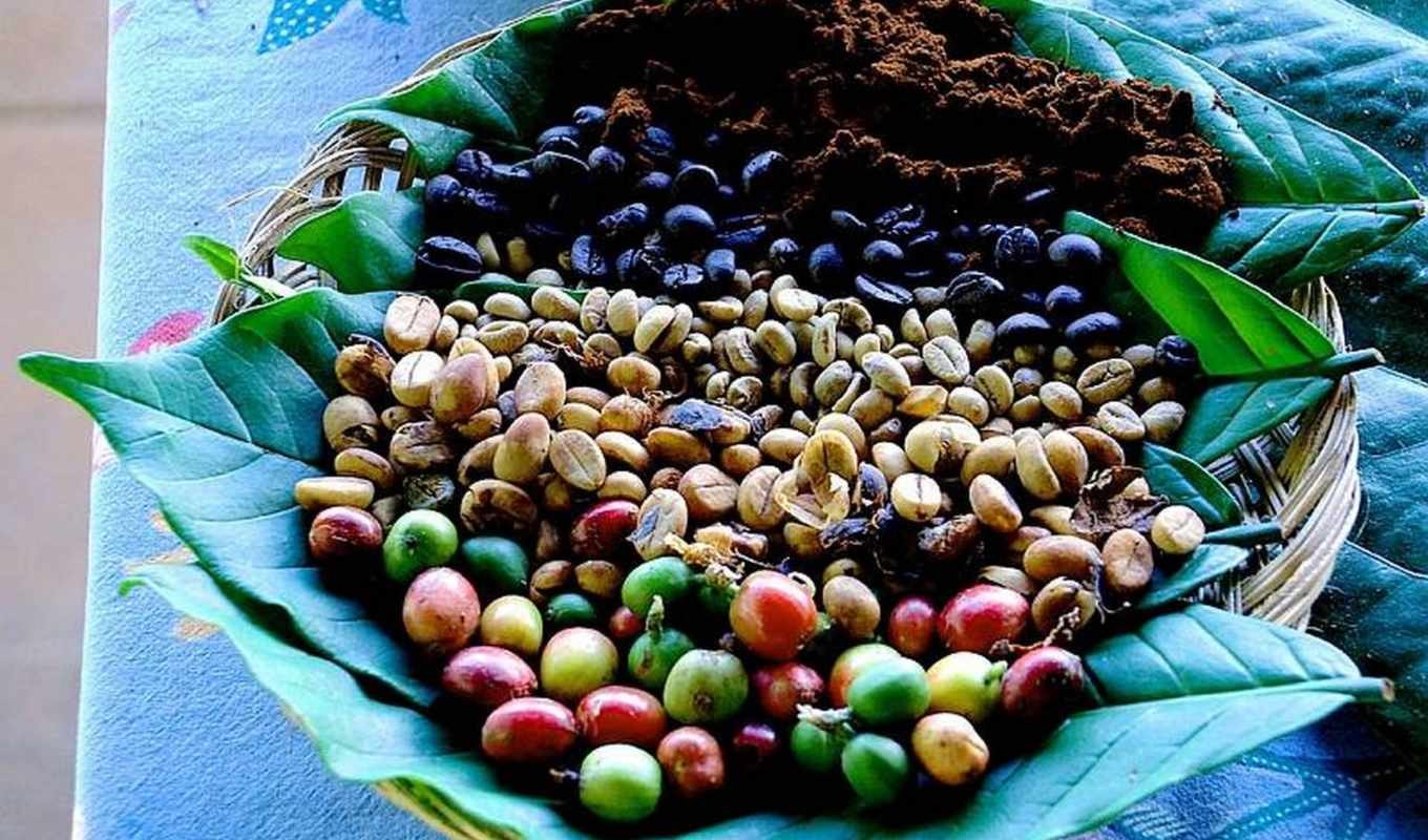 Как вырастить кофейные зерна. Ягоды кофе. Плоды кофейного дерева. Кофейные плантации. Кофейная ягода.