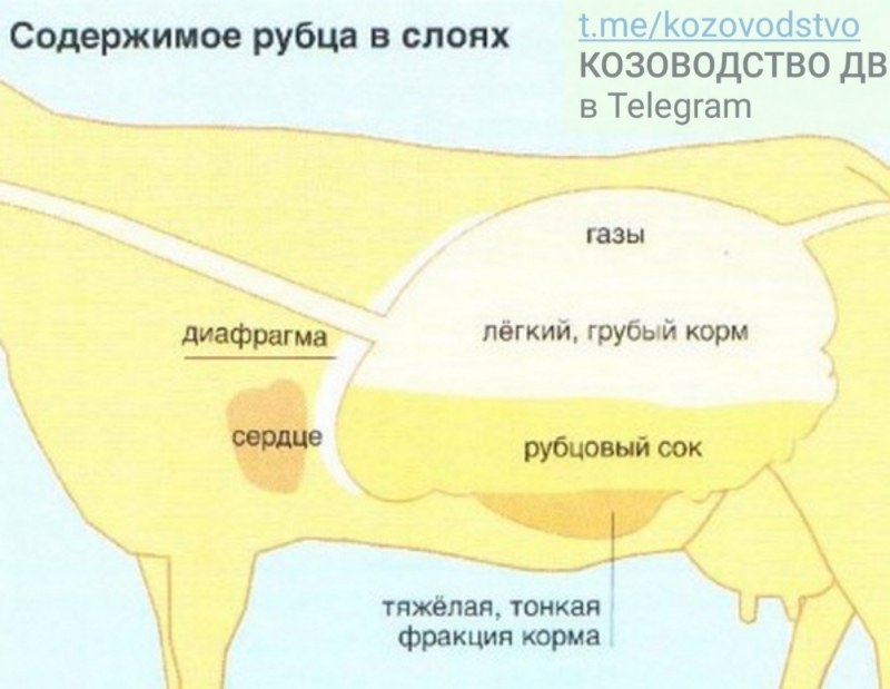 Требуха говяжья вареная