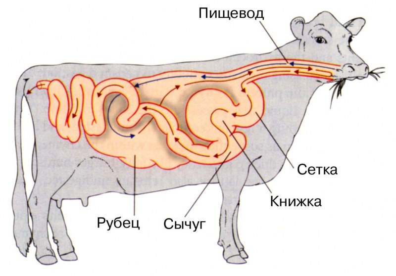 Желудок коровы