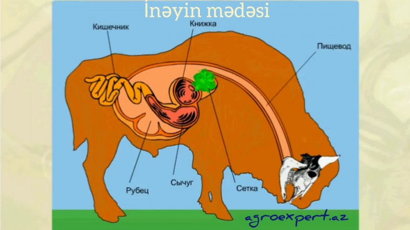 Пищеварительный тракт коровы