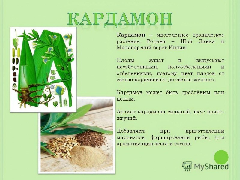 Кардамон растение