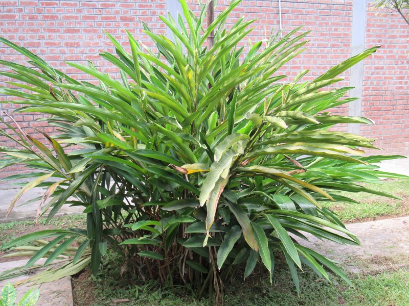 Cardamom (Elettaria cardamomum)