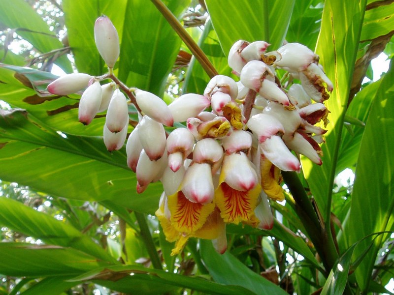 Elettaria cardamomum