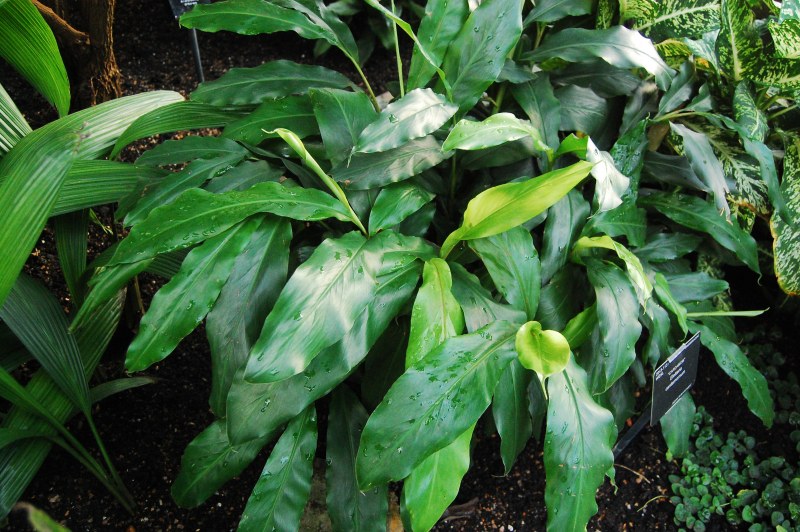 Кардамон (Elettaria cardamomum)