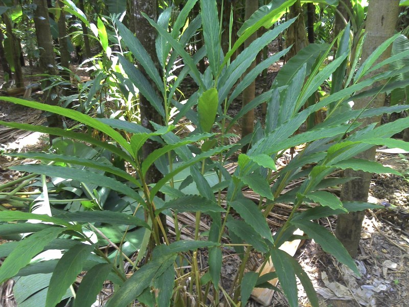 Cardamom (Elettaria cardamomum)