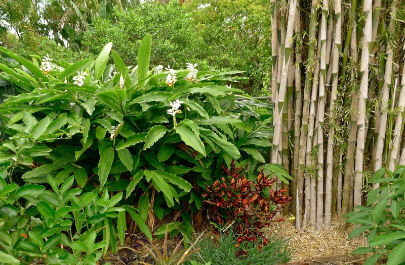 Elettaria cardamomum