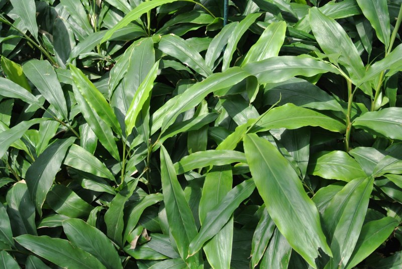 Кардамон (Elettaria cardamomum)