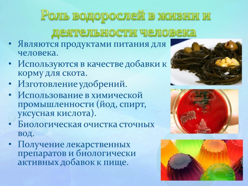 Роль водорослей в жизни и деятельности человека