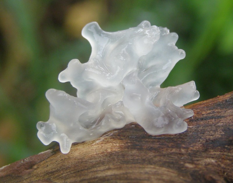 Bleached Coral
