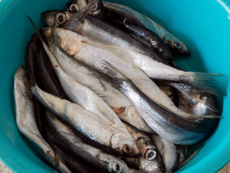 Корюшка рыба сушеная