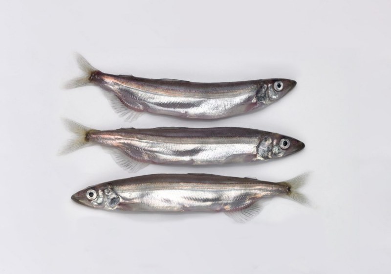 Корюшка европейская Osmerus eperlanus