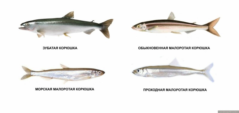 Сардина Черноморская