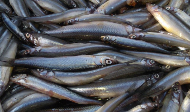 Морская малоротая корюшка