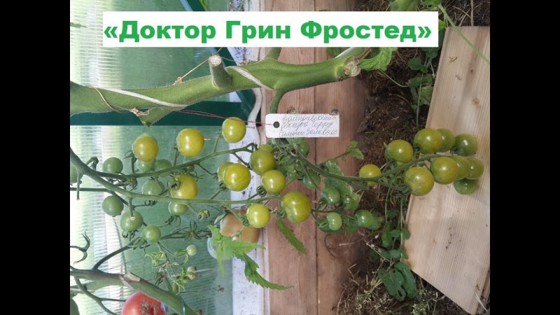Помидоры черри зелено красные