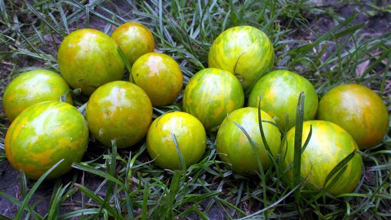 Маринованные черри зеленые