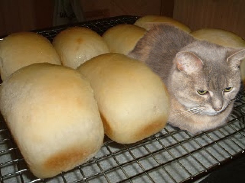 Кот не хлеб