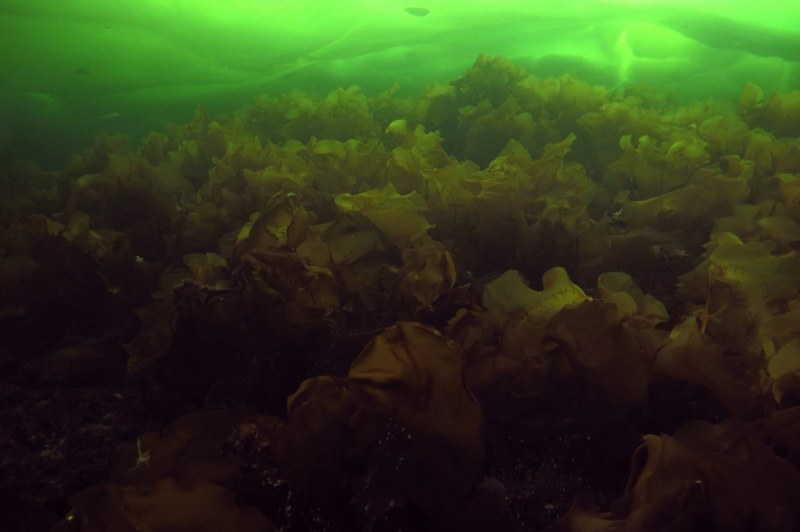 Грибы морские гребешки