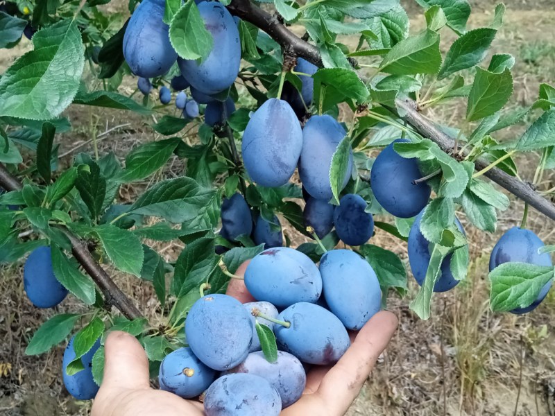 Сливы из школьных туалетов