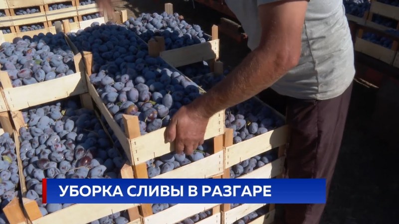Слива сорт Евразия 21