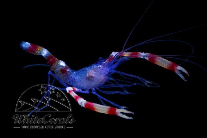Stenopus tenuirostris