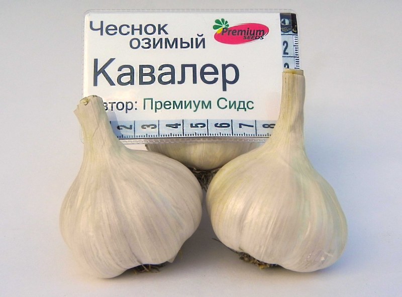 Слоновий чеснок Рокамболь