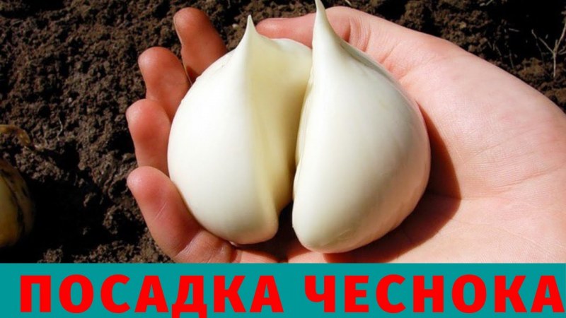 Лук-чеснок Рокамболь