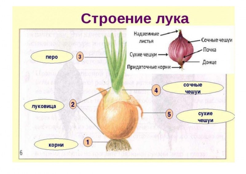 Лук Онионс