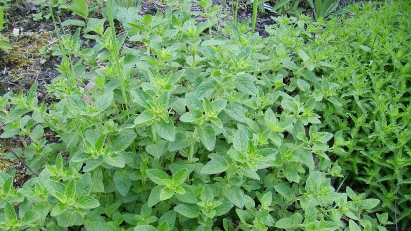 Zaatar Marjoram