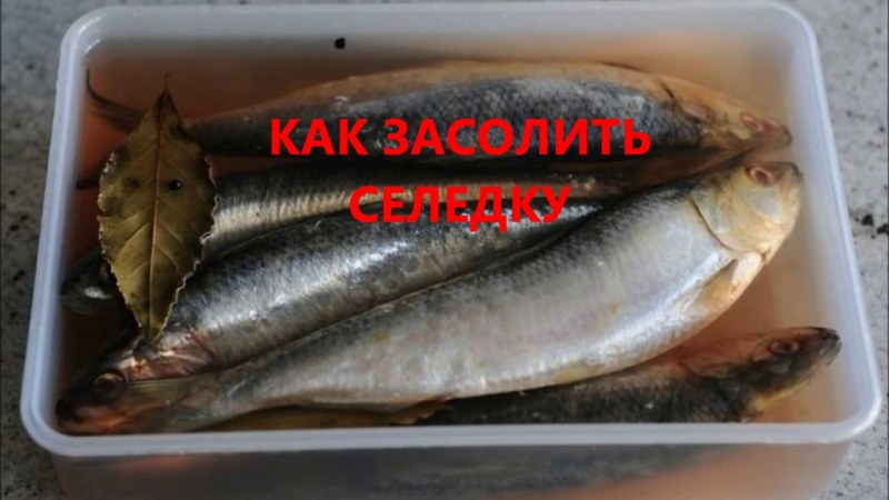 Рыба скумбрия сельдь