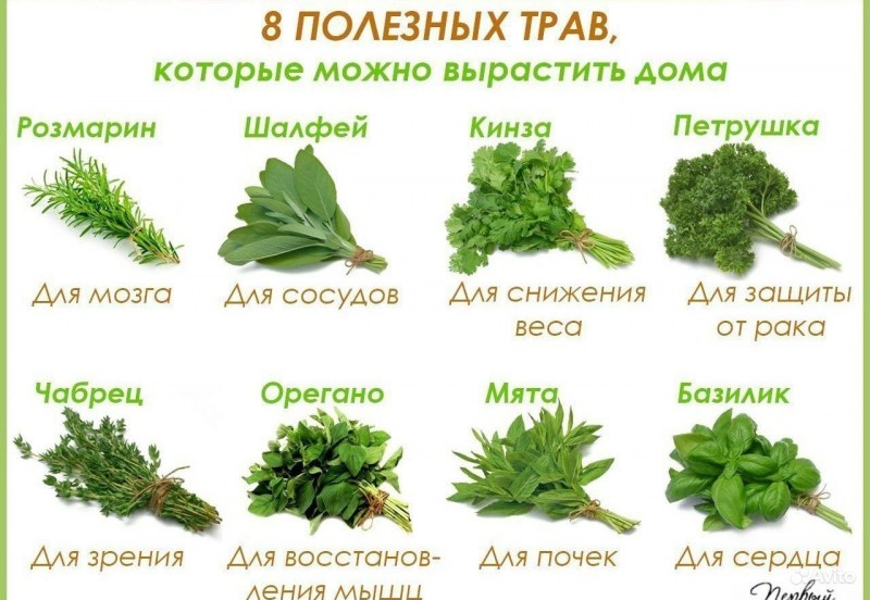 Базилик орегано тимьян
