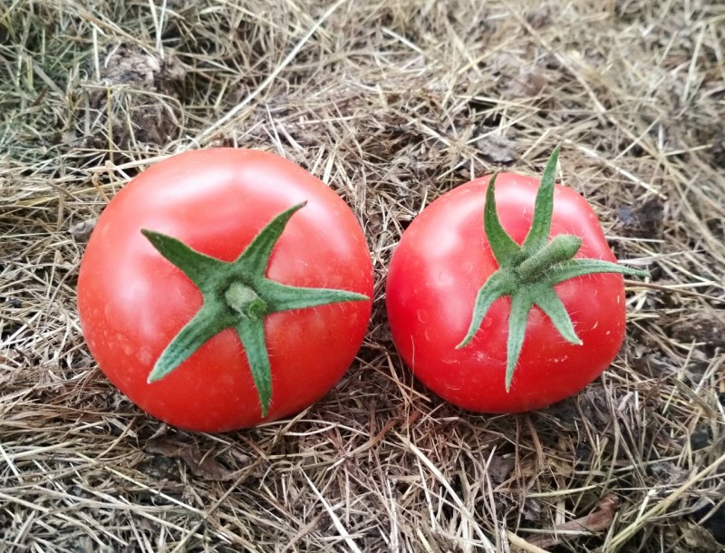 2 Помидора