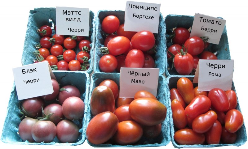 Томат виноградный черри