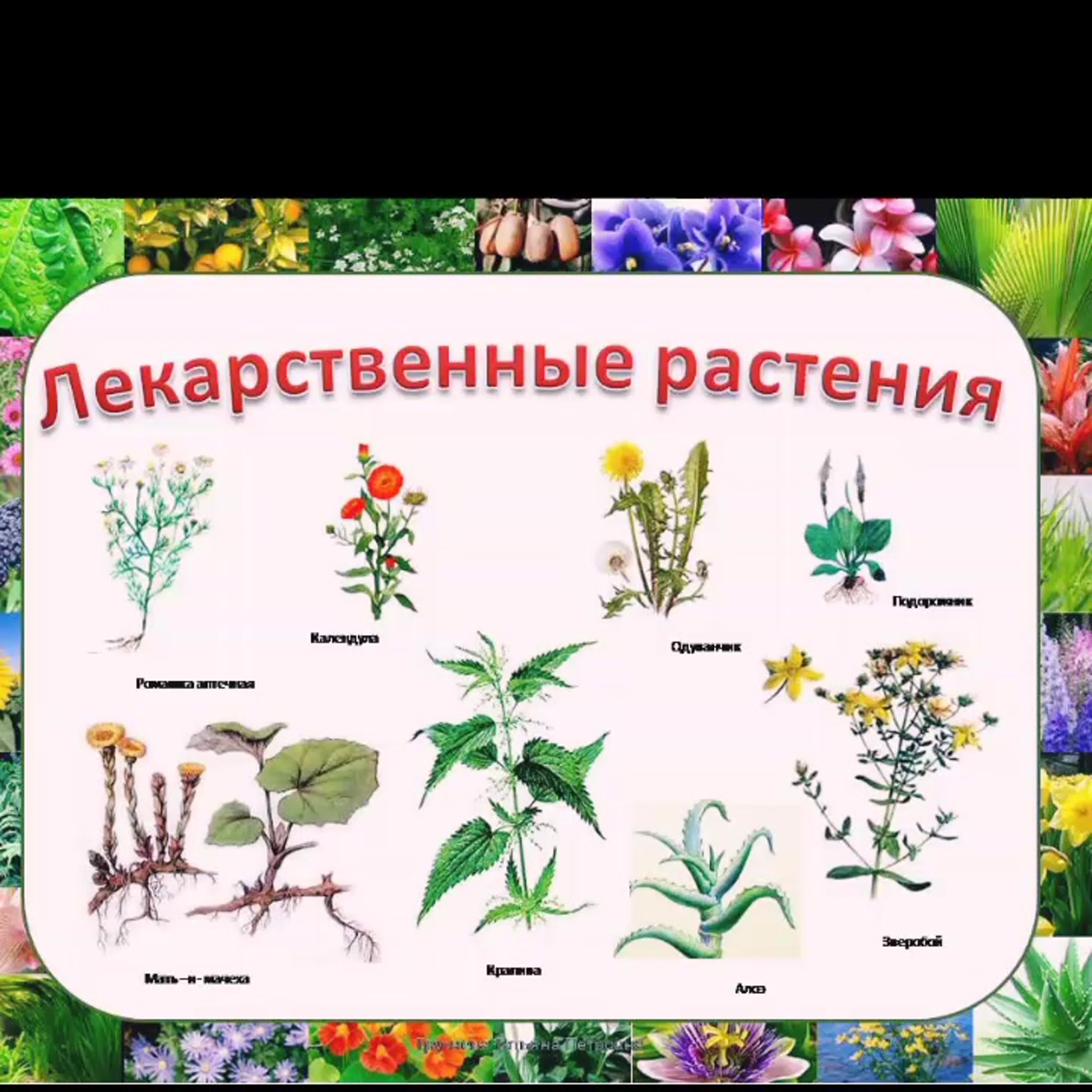 картинки растения и их названия