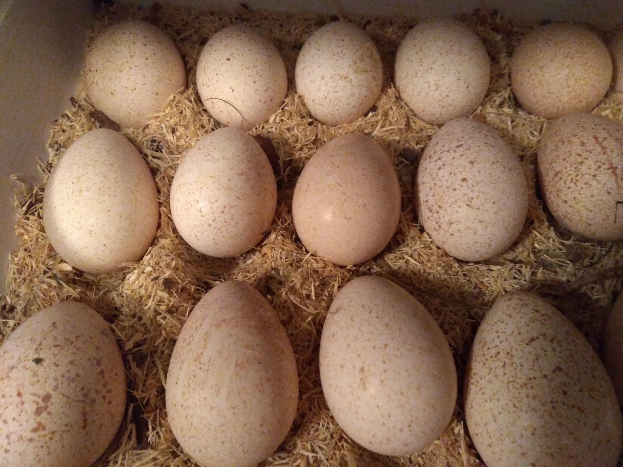 Купить инкубационные яйца пород кур. Яйцо инкубационное индюшиное. Яйцо инкубационное Индейкино. Яйца индюшатины инкубаторные.