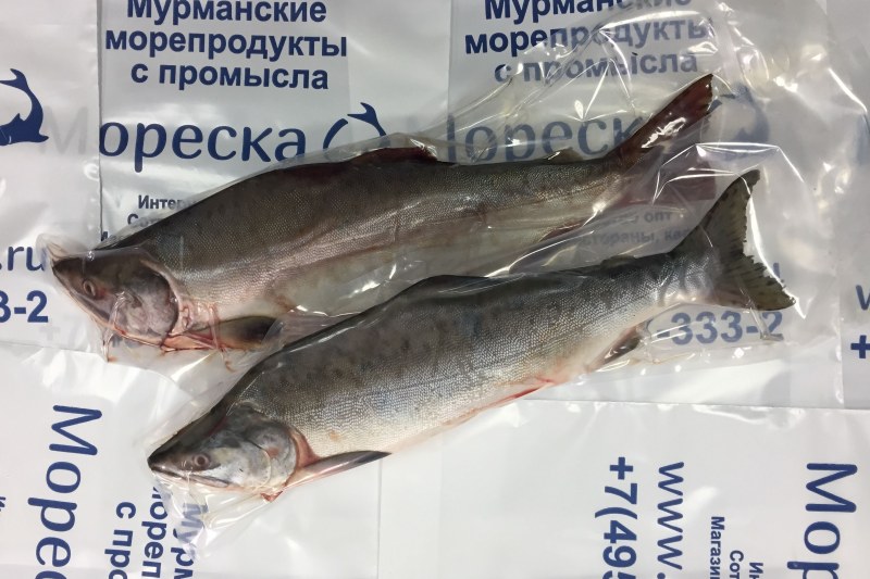 Кижуч с/м ПБГ