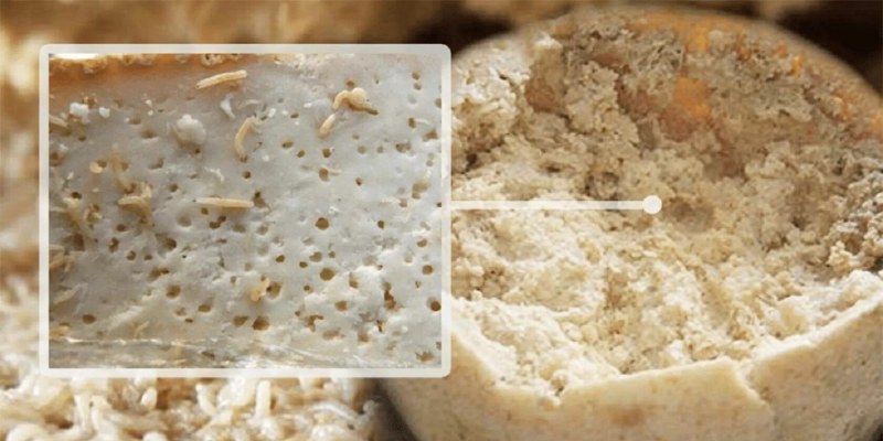 Сыр casu Marzu Италия