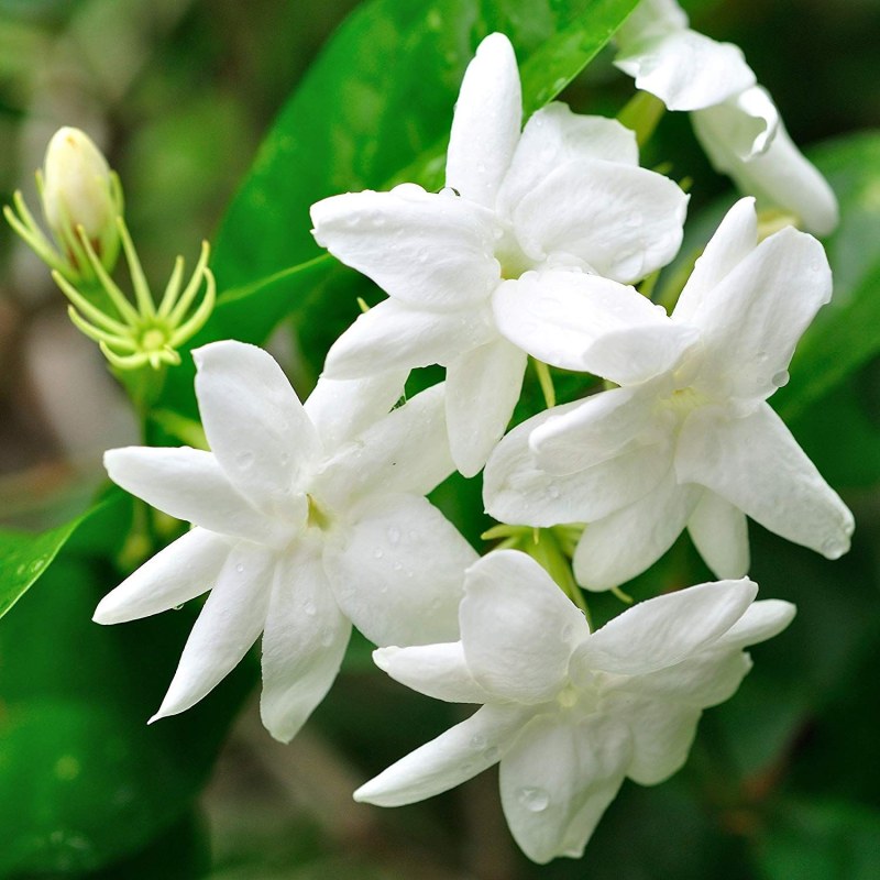 Jasminum officinale