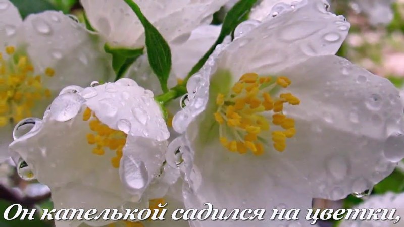 Весенний Жасмин